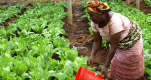 III Trobada Internacional sobre el Dret a l’Alimentació a Àfrica